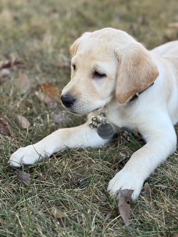 Little yellow pup Tatum closeup in a down on the ground