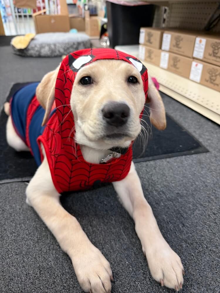 Pup Tatum wears a spiderman costume looking out from a head piece opening