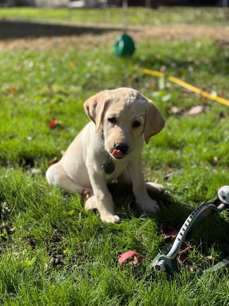 Puppy Tatum sits in grass by a sprinkler and licks her face