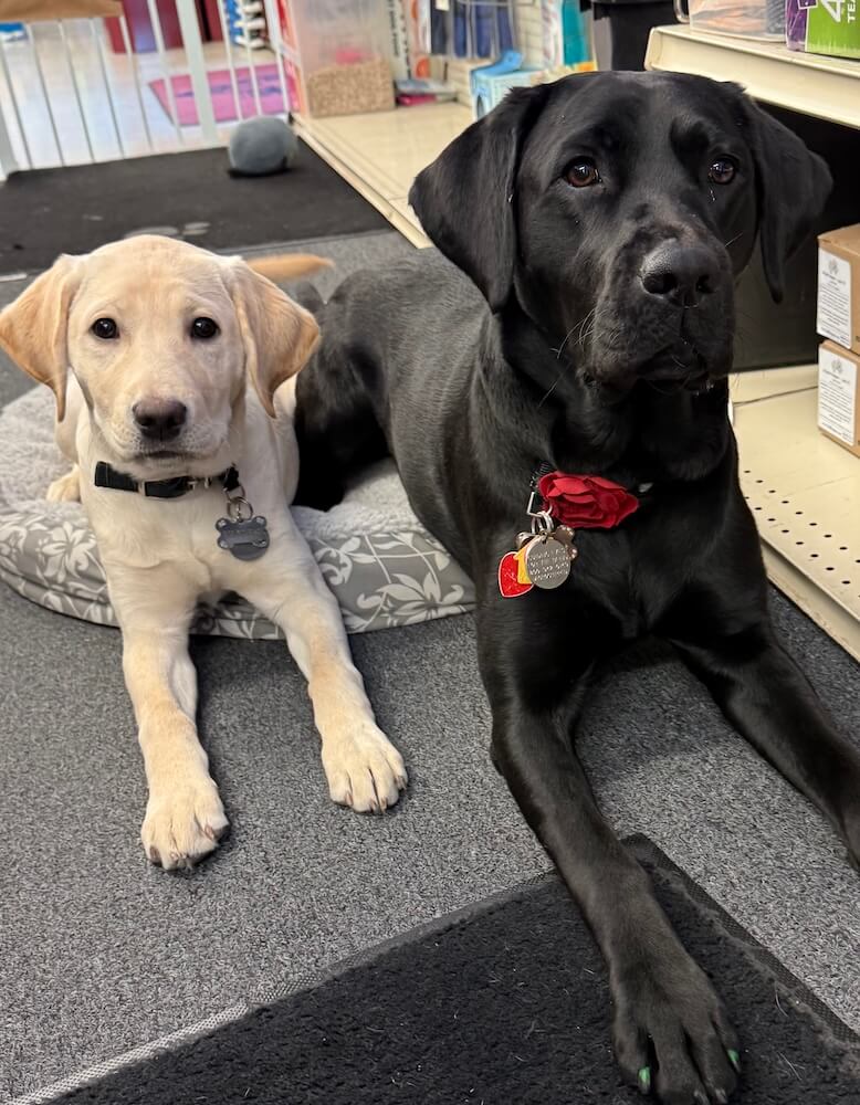 Yellow puppy Tatum next to a larger black Lab pup as they share a very small dog bed