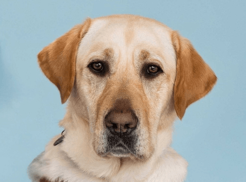 yellow Lab Marlin wears a harness and looks straight towards the camera with a serious expression