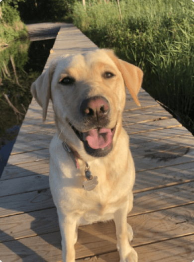 smiling adult yellow lab